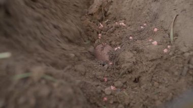 Patatesleri bahçenin toprağına gömerek, yakın plan. Patates tohumları ekme süreci. Yüksek kaliteli FullHD görüntüler