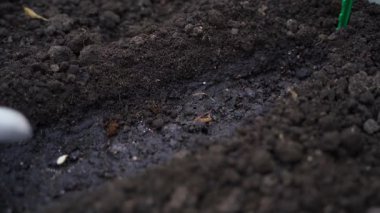 Bahçenin toprağına salatalık tohumu ekme işlemi, yakın plan. Yüksek kalite 4k görüntü