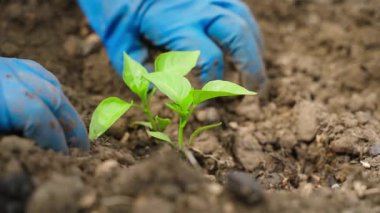 Bahçe toprağına çan biberi dikme süreci, yakın plan. Yüksek kaliteli FullHD görüntüler