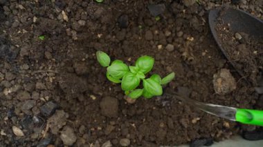 Fesleğen filizleri bir seradaki sulama kutusundan sulanıyor, yakın plan, üst manzara. Yüksek kaliteli FullHD görüntüler