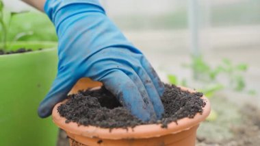 Lastik eldivenli kadın eller biber tohumlarını yakın planda saksıya yerleştiriyor. Yüksek kaliteli FullHD görüntüler