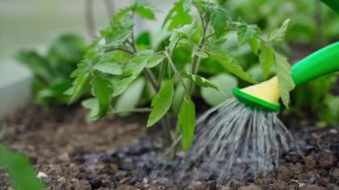 Domates fideleri bir seradaki sulama kutusundan sulanıyor, yakın plan. Yüksek kaliteli FullHD görüntüler