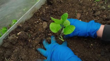 Toprağa patlıcan tohumu ekme süreci seranın üst manzarası. Yüksek kaliteli FullHD görüntüler