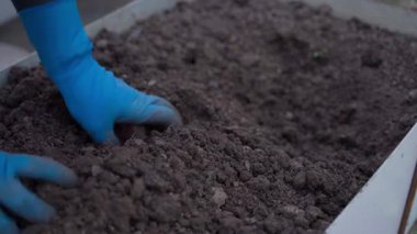 Lastik eldivenli kadın eller bahçe yatağındaki toprağı eziyor ve yumuşatıyor, yakın plan. Yüksek kalite 4k görüntü