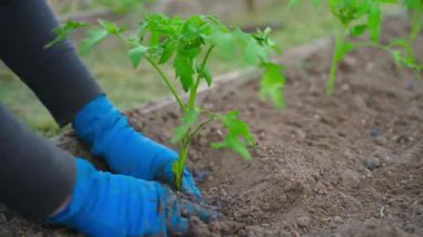 Bahçe yatağına domates tohumu ekme işlemi, yakın plan. Yüksek kalite 4k görüntü