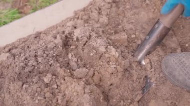 Patates ekmek için kürekle çukur kazmak yavaş bir hareket. Sebze bahçesi kazıyorum. Yüksek kaliteli FullHD görüntüler