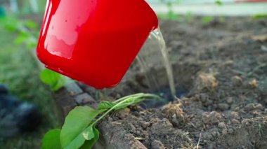 Dikmeden önce lahana fidelerini sulamak. Yüksek kaliteli FullHD görüntüler