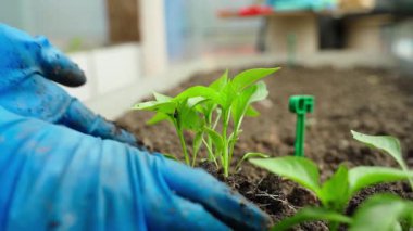 Mavi lastik eldivenli kadın eller serada dolmalık biber tohumu alır. Yüksek kaliteli FullHD görüntüler