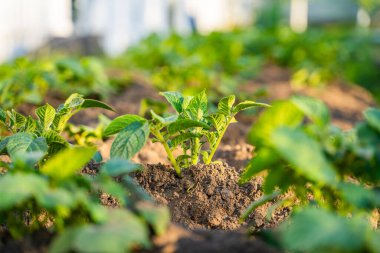 Akşam vakti sebze bahçesinde yetişen genç patatesler..