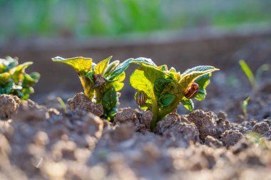 Colorado 'lu patates böcekleri yeni filizlenmiş patatesleri yiyorlar..