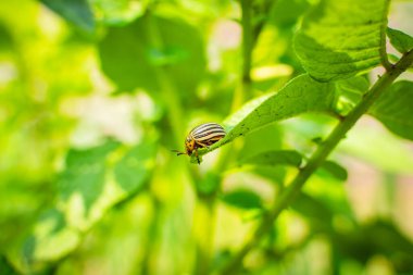 Patates yaprağında Colorado patates böceği güneşli bir günde yakın planda. Colorado patates böceği patates yiyor..
