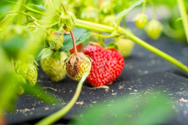 Bahçe yatağında olgun kırmızı çileklerin arka planına karşı çürük yeşil çilekler..
