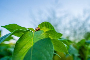 Patates yaprağında Colorado patates böceği güneşli bir günde yakın planda. Colorado patates böceği patates yiyor..