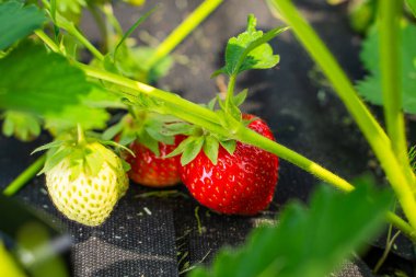 Güneşli bir günde, bir bahçe yatağında büyüyen olgun kırmızı çilekler. Yakın plan..