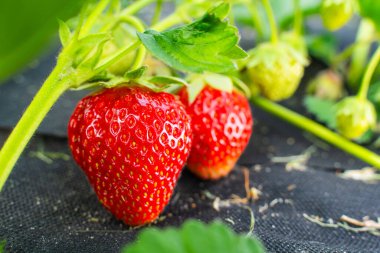 Güneşli bir günde, bir bahçe yatağında büyüyen olgun kırmızı çilekler. Yakın plan..