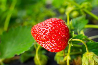 Güneşli bir günde, bir bahçe yatağında büyüyen olgun kırmızı çilekler. Yakın plan..