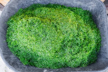 Bahçe arabası çimenlikten yeni kesilmiş yeşil çimlerle, yakın plan. Toprağı gübrelemek için malzeme..