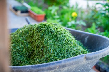 Bahçe arabası çimenlikten yeni kesilmiş yeşil çimlerle, yakın plan. Toprağı gübrelemek için malzeme..