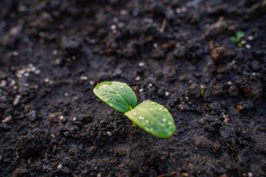 Salatalık filizlenir, ilk yapraklar su damlacıklarına dökülür..