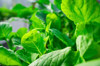 Su, bir seradaki lahana fidanlarının yapraklarına damlıyor, yakın plan..