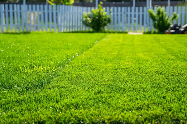 Güneşli bir günde çim biçme sırasında yeşil çimenler. Çim biçme makinesiyle çim biçmeden önce ve sonra.