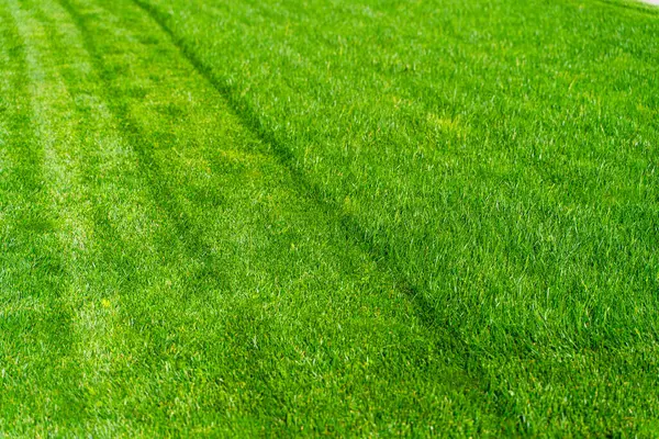 Güneşli bir günde çim biçme sırasında yeşil çimenler. Çim biçme makinesiyle çim biçmeden önce ve sonra.