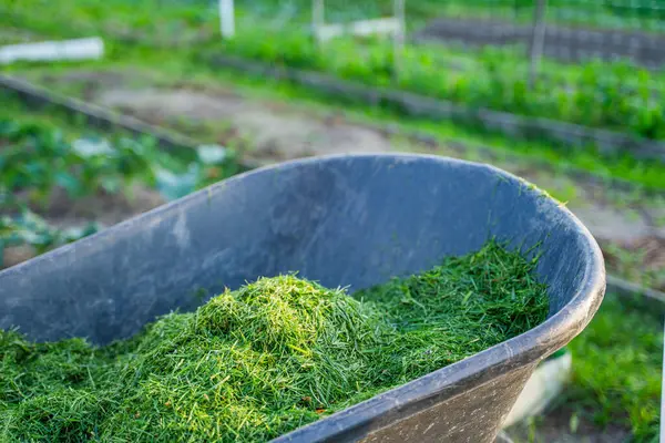 Bir sebze bahçesinin arka planında, bahçe arabasında biçilmiş yeşil çimenler..