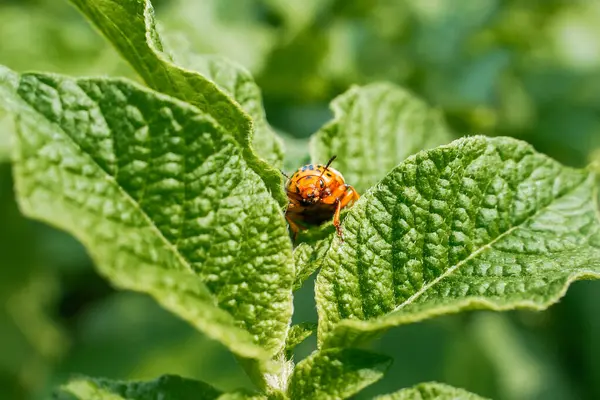 Patates yaprağında Colorado patates böceği güneşli bir günde yakın planda. Colorado patates böceği patates yiyor..
