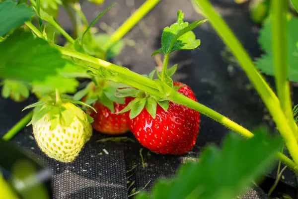 Güneşli bir günde, bir bahçe yatağında büyüyen olgun kırmızı çilekler. Yakın plan..