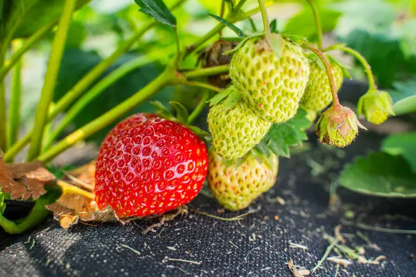 Güneşli bir günde, bir bahçe yatağında büyüyen olgun kırmızı çilekler. Yakın plan..