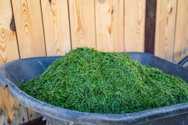 Bahçe arabası çimenlikten yeni kesilmiş yeşil çimlerle, yakın plan. Toprağı gübrelemek için malzeme..