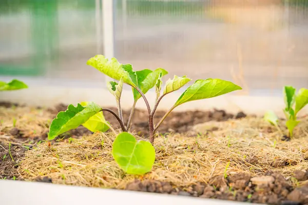 Serada büyüyen patlıcan fideleri, saman toprağı, yakın plan..