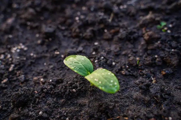 Salatalık filizlenir, ilk yapraklar su damlacıklarına dökülür..