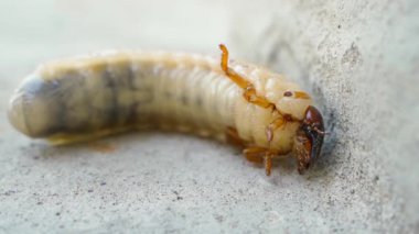 Büyük gergedan böcek larvası yakından. Yüksek kaliteli FullHD görüntüler