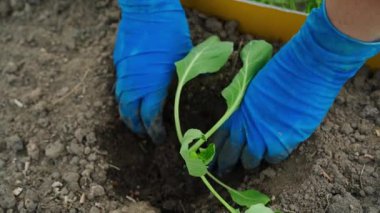 Elleri lastik eldivenli, yavaş çekimde bir bahçe yatağına lahana tohumu ekme işlemi. Yüksek kaliteli FullHD görüntüler