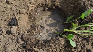 Tohum ekmeden önce haşere ilaçlama katkı maddesi ekliyorum, yakın plan. Yüksek kaliteli FullHD görüntüler