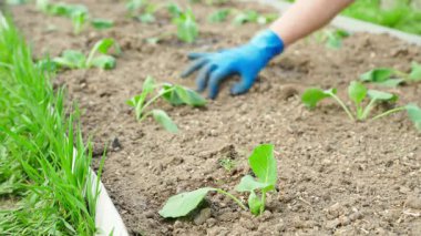Yeni dikilmiş lahana fidanları ve bulanık arka planı olan bir yatağa bakma süreci. Yüksek kalite 4k görüntü