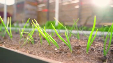 Büyüyen soğanlı sebze bahçesi, yakın plan, güneş ışığı. Yüksek kaliteli FullHD görüntüler