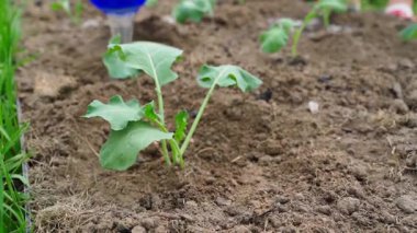 Bahçe yatağında taze filizlenmiş brokoli fidelerini suluyorum, yakın plan. Yüksek kaliteli FullHD görüntüler