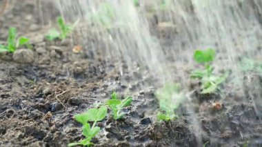Sebze bahçesinde sulanan taze bezelye filizleri. Topraktan filizlenmiş bezelyeler. Yüksek kalite 4k görüntü