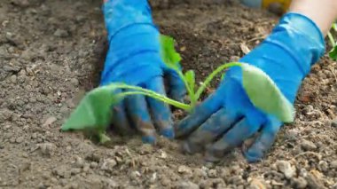 Sebze bahçesi yatağında taze lahana filizi. Lastik eldivenli kadın eller. Yüksek kalite 4k görüntü