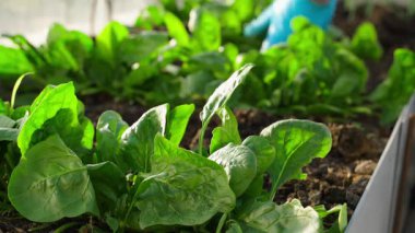 Serada bir yatakta büyüyen ıspanak, yakın plan, ön plandaki toprakla çalışan kadın elleri. Yüksek kalite 4k görüntü