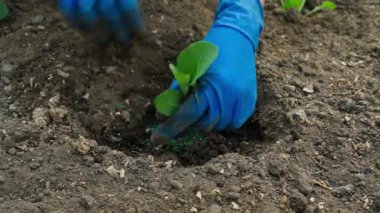 Eldivendeki eller sebze bahçesinin toprağına lahana tohumu eker, yakın plan. Yüksek kalite 4k görüntü