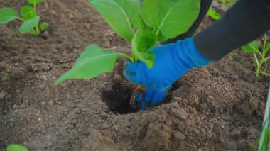 Bahçe yatağına lahana filizleri ekme süreci. Yüksek kalite 4k görüntü