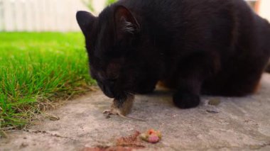 Kara kedi bir fare yakalar ve yavaş çekimde yer. Yüksek kaliteli FullHD görüntüler
