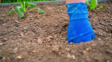 Mavi lastik eldivenli bir el toprağa fideleri dikmek için delikler açar, yavaş çekimde yakın çekim. Yüksek kaliteli FullHD görüntüler