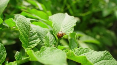 Colorado patates böceği patates yaprakları yiyor, yakın plan. Yüksek kalite 4k görüntü