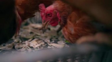 Tavuklar lahanayı yavaş çekimde gagalıyor. Yüksek kaliteli FullHD görüntüler
