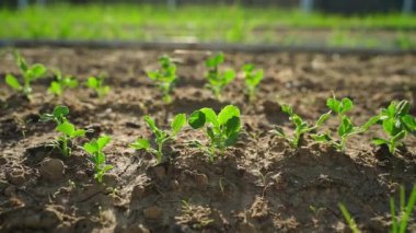 Arka plandaki sebze bahçesinde taze bezelye filizleri. Yüksek kaliteli FullHD görüntüler