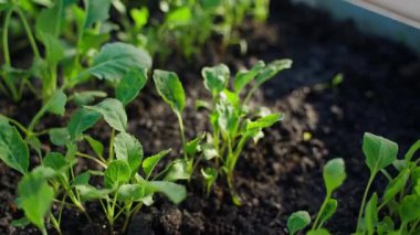 Genç lahana tohumları bir seranın sebze bahçesi yatağında yakın planda. Yüksek kaliteli FullHD görüntüler